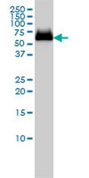 Anti-GBA Mouse mAb (2E2) liquid, clone 2E2, Calbiochem&#174;