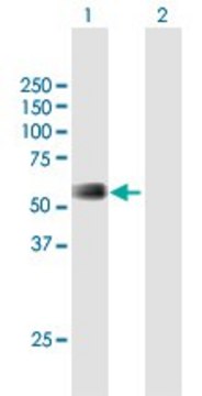 Anti-RMI1 antibody produced in mouse purified immunoglobulin, buffered aqueous solution