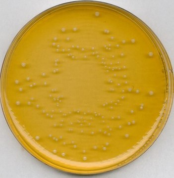 GranuCult&#174; plus Universal beer agar for Brettanomyces/Dekkera spp., suitable for microbiology