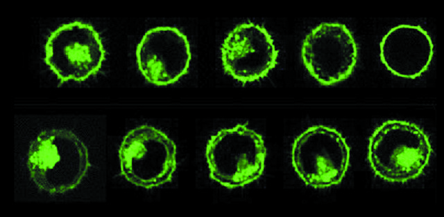 PKH67 Green Fluorescent Cell Linker Kit for General Cell Membrane Labeling Distributed for Phanos Technologies