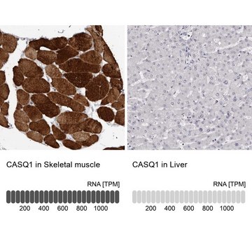 Anti-CASQ1 antibody produced in rabbit Prestige Antibodies&#174; Powered by Atlas Antibodies, affinity isolated antibody, buffered aqueous glycerol solution