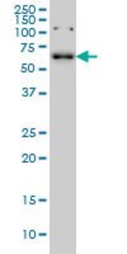 Monoclonal Anti-CCDC6 antibody produced in mouse clone 5D11, purified immunoglobulin, buffered aqueous solution