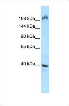 Anti-EIF4G1 antibody produced in rabbit affinity isolated antibody