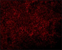 Anti-JMJD4 antibody produced in rabbit affinity isolated antibody, buffered aqueous solution