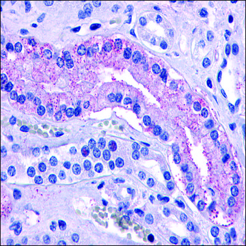 Anti-AVPR2 antibody produced in rabbit affinity isolated antibody