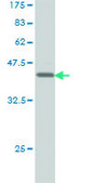 Monoclonal Anti-EIF4EBP1 antibody produced in mouse clone 4F3-H2, purified immunoglobulin, buffered aqueous solution