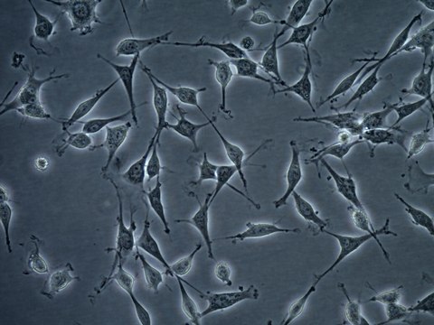 OSUMMER.11 Mouse NRAS-Mutant Melanoma Cell Line