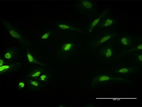 Anti-PKNOX1 antibody produced in mouse purified immunoglobulin, buffered aqueous solution