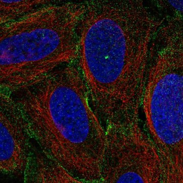 Anti-MYO1C antibody produced in rabbit Prestige Antibodies&#174; Powered by Atlas Antibodies, affinity isolated antibody