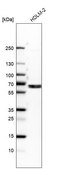 Anti-EOGT antibody produced in rabbit Prestige Antibodies® Powered by Atlas Antibodies, affinity isolated antibody, buffered aqueous glycerol solution