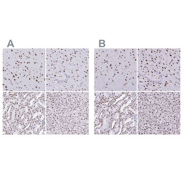 Anti-NONO antibody produced in rabbit Prestige Antibodies&#174; Powered by Atlas Antibodies, affinity isolated antibody, buffered aqueous glycerol solution