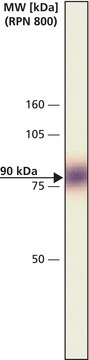 Monoclonal Anti-Vascular Endothelial Growth Factor Receptor-2 (KDR) antibody produced in mouse clone 260.4, KDR-2, ascites fluid