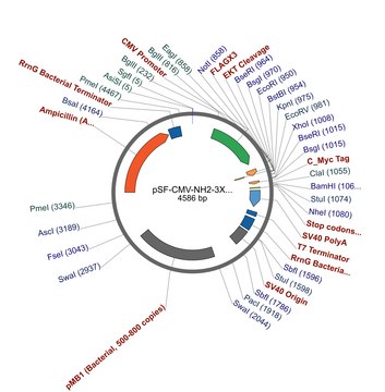 pSF-CMV-NH2-3XFLAG-COOH-Cmyc plasmid vector for molecular cloning