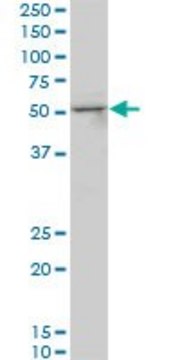 Monoclonal Anti-SMAD3 antibody produced in mouse clone 4D5, purified immunoglobulin, buffered aqueous solution