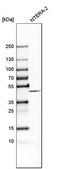 Anti-FANCL antibody produced in rabbit Prestige Antibodies&#174; Powered by Atlas Antibodies, affinity isolated antibody, buffered aqueous glycerol solution