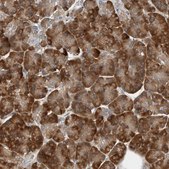 Anti-CLCN2 antibody produced in rabbit Prestige Antibodies® Powered by Atlas Antibodies, affinity isolated antibody, buffered aqueous glycerol solution