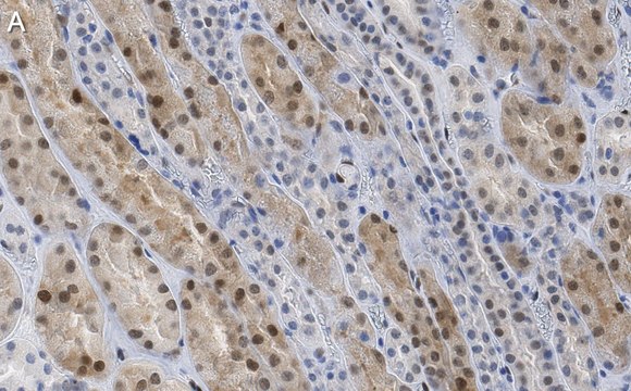 Anti-TAZ Antibody, clone 1M19 ZooMAb&#174; Rabbit Monoclonal recombinant, expressed in HEK 293 cells