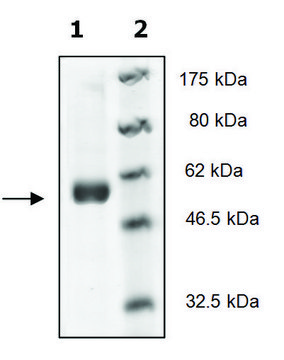 SYK Catalytic Subunit active human recombinant, expressed in baculovirus infected Sf9 cells, &#8805;60% (SDS-PAGE)