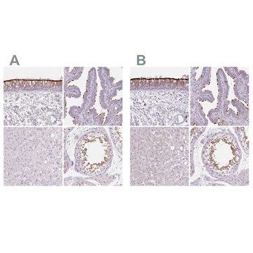 Anti-ROPN1L antibody produced in rabbit affinity isolated antibody, buffered aqueous glycerol solution