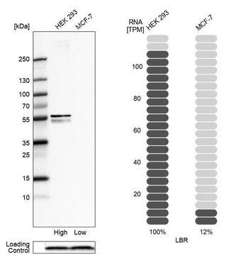 Anti-LBR antibody produced in rabbit Prestige Antibodies&#174; Powered by Atlas Antibodies, affinity isolated antibody