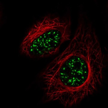 Anti-SRRM2 antibody produced in rabbit Prestige Antibodies&#174; Powered by Atlas Antibodies, affinity isolated antibody