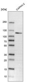 Anti-CLSTN1 antibody produced in rabbit affinity isolated antibody, buffered aqueous glycerol solution