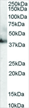 Anti-RAE1 antibody produced in goat affinity isolated antibody, buffered aqueous solution