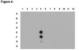 ChIPAb+ Dimethyl-Histone H4 (Arg3) Symmetric - ChIP Validated Antibody and Primer Set from rabbit, purified by affinity chromatography