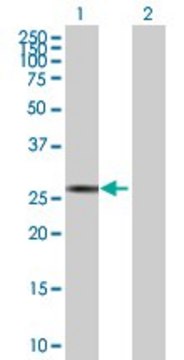 Anti-SP2 antibody produced in mouse purified immunoglobulin, buffered aqueous solution