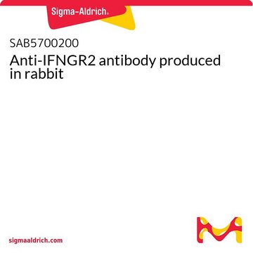 Anti-IFNGR2 antibody produced in rabbit