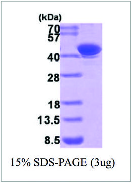 AKR7A2 human recombinant, expressed in E. coli, &#8805;95% (SDS-PAGE)