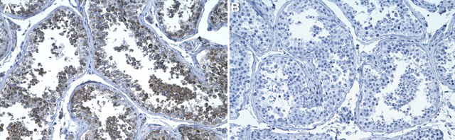 Anti-Rab14 Antibody, clone 1M15 ZooMAb&#174; Rabbit Monoclonal recombinant, expressed in HEK 293 cells