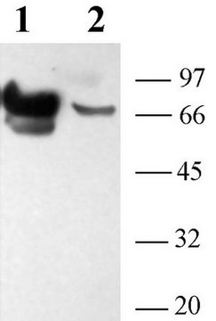 Anti-P2X7 Receptor Antibody Chemicon&#174;, from rabbit