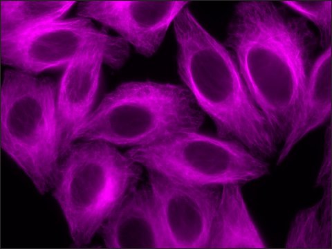 Anti-Mouse IgG (H+L), CF&#8482; 647 antibody produced in goat ~2&#160;mg/mL, affinity isolated antibody