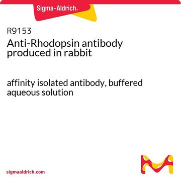 Anti-Rhodopsin antibody produced in rabbit affinity isolated antibody, buffered aqueous solution