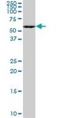 ANTI-MEF2A antibody produced in mouse clone 1C8, purified immunoglobulin, buffered aqueous solution