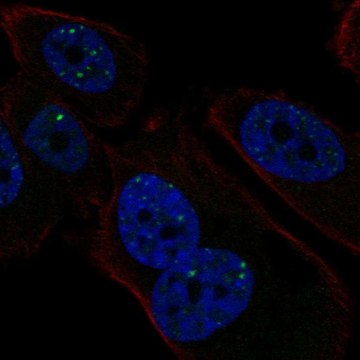 Anti-PMS1 antibody produced in rabbit Prestige Antibodies&#174; Powered by Atlas Antibodies, affinity isolated antibody