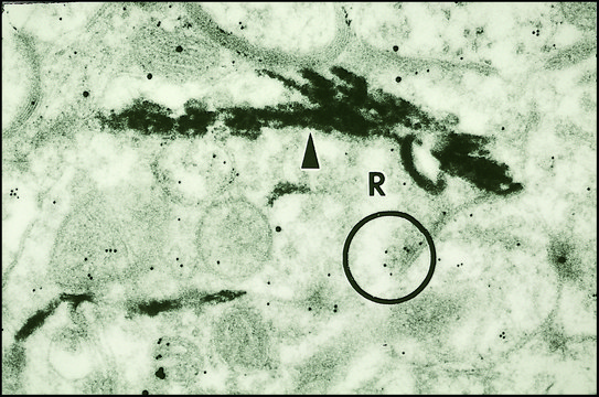 Anti-Glutamate antibody produced in rabbit whole antiserum