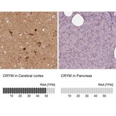 Anti-CRYM antibody produced in rabbit Prestige Antibodies® Powered by Atlas Antibodies, affinity isolated antibody
