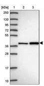 Anti-ASNA1 antibody produced in rabbit Prestige Antibodies® Powered by Atlas Antibodies, affinity isolated antibody, buffered aqueous glycerol solution