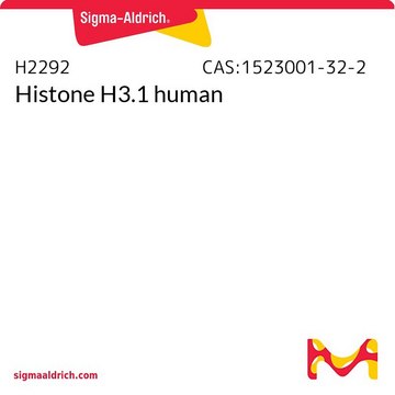 Histone H3.1 human