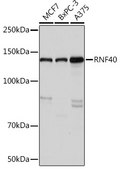 Anti-RNF40 Antibody, clone 8I7R5, Rabbit Monoclonal