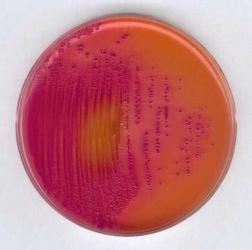 DHL agar acc. to SAKAZAKI for the detection and isolation of pathogenic Enterobacteriaceae