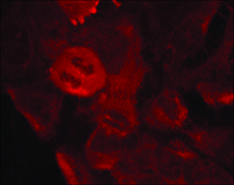 Anti-phospho-MAP2K2 (pThr394) antibody produced in rabbit affinity isolated antibody