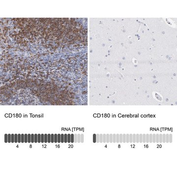 Anti-CD180 antibody produced in rabbit Prestige Antibodies&#174; Powered by Atlas Antibodies, affinity isolated antibody, buffered aqueous glycerol solution