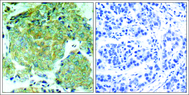 Anti-phospho-EIF2S1 (pSer51) antibody produced in rabbit affinity isolated antibody