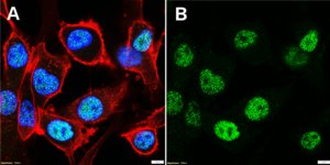 Anti-FOSL1 Antibody, clone 1D10 ZooMAb® Rabbit Monoclonal recombinant, expressed in HEK 293 cells