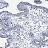Anti-CNTN2 antibody produced in rabbit Prestige Antibodies® Powered by Atlas Antibodies, affinity isolated antibody, buffered aqueous glycerol solution
