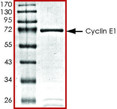 CyclinE1, GST tagged human recombinant, expressed in baculovirus infected Sf9 cells, &#8805;70% (SDS-PAGE), buffered aqueous glycerol solution