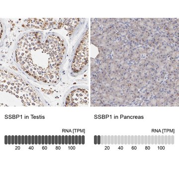 抗-SSBP1 兔抗 Prestige Antibodies&#174; Powered by Atlas Antibodies, affinity isolated antibody, buffered aqueous glycerol solution